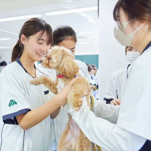 大宮国際動物専門学校1