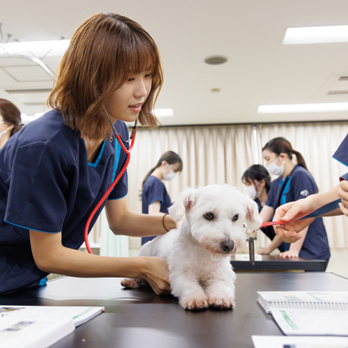 日本動物専門学校