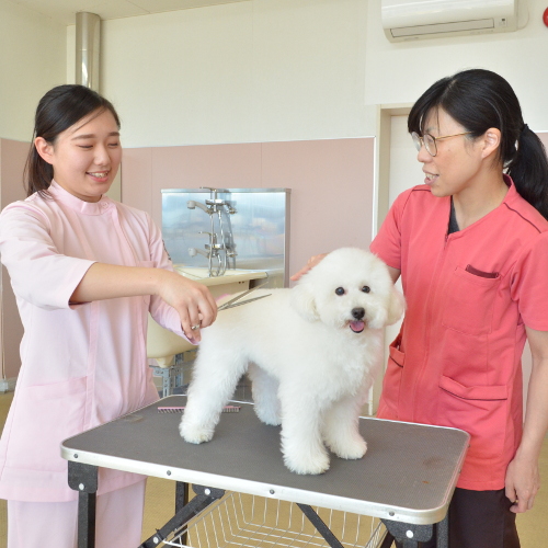 専門学校 東北動物看護学院3