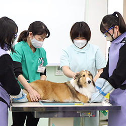 中央動物専門学校