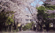 熊本高等学校