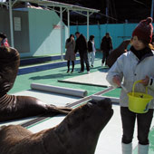 水族館スタッフ