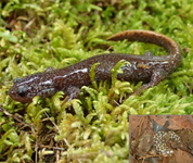 岐阜県　岐阜高校　自然科学部生物班のみなさん3