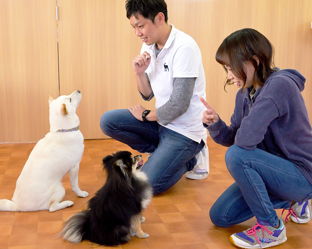 ドッグトレーナーのお仕事体験！【家庭犬】