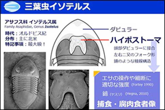 三葉虫まるごと体験講座 (オンライン講座)1